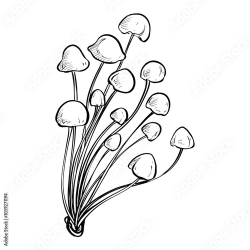 enokitake mushroom handdrawn illustration