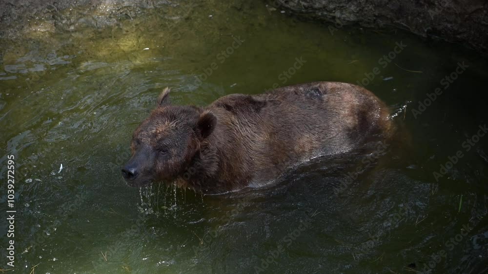 A family of brown bears enjoys a peaceful morning by the lake in a serene forest setting A family of brown bears enjoys a peaceful morning by the lake in a serene forest setting