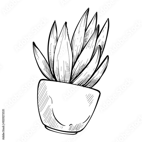 succulent handdrawn illustration