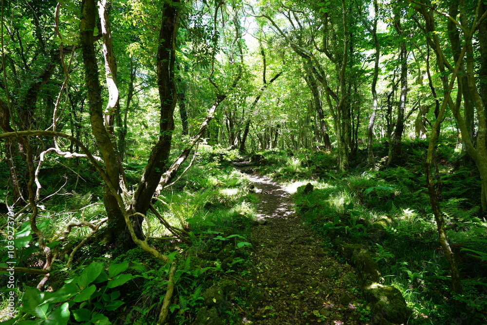 refreshing spring forest in the gleaming sunlight refreshing spring forest in the gleaming sunlight