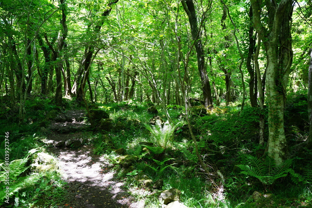 Obraz premium fine spring path and fresh ferns