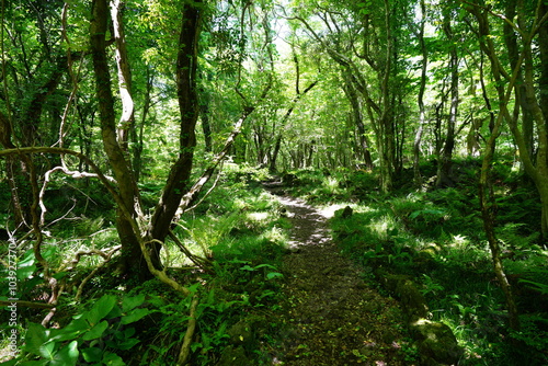 refreshing spring forest in the gleaming sunlight