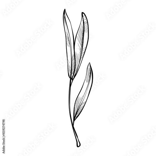 leaves handdrawn illustration