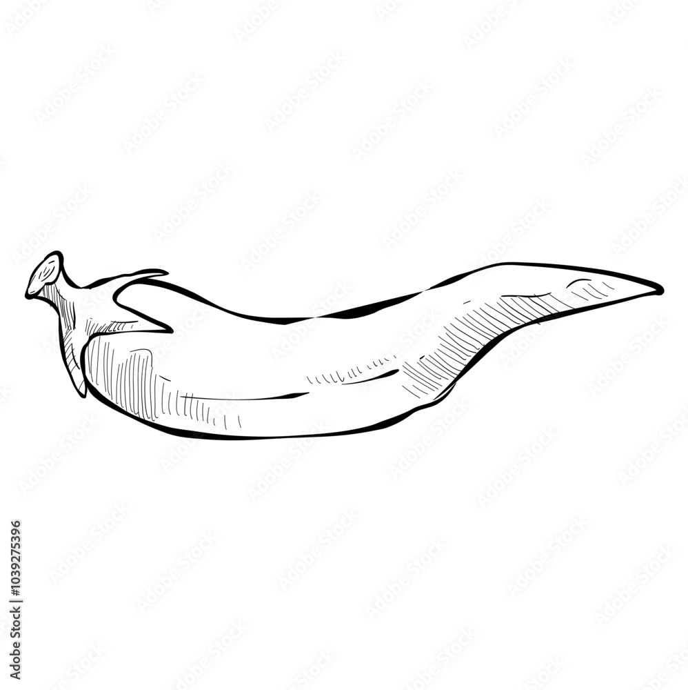 jalapenos handdrawn illustration jalapenos handdrawn illustration
