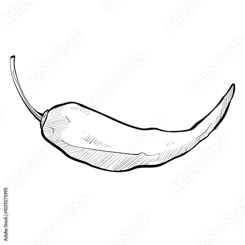 chilli handdrawn illustration
