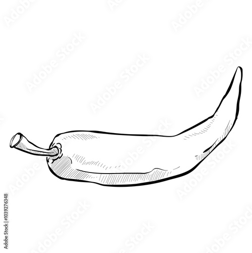 chilli handdrawn illustration
