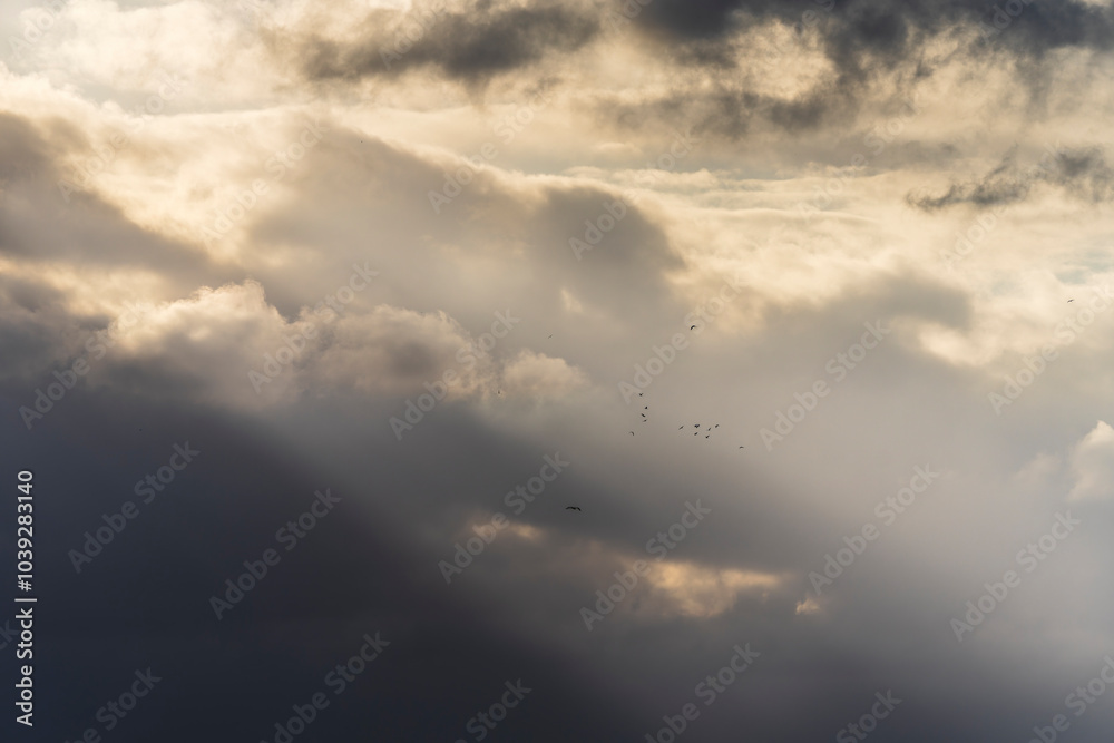 Obraz premium A flock of birds flying in the sun light