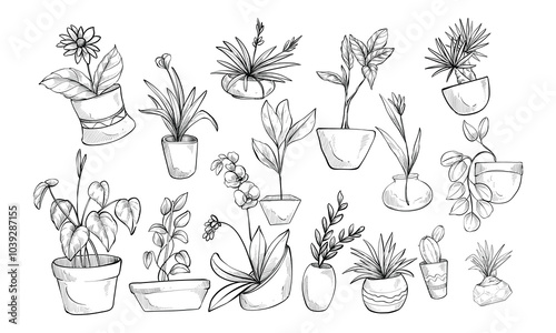 home plants handdrawn collection