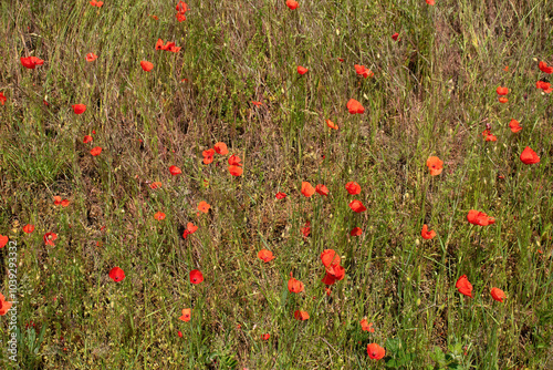 Red poppy flowers growing growing in grass on a spring day near Potzbach, Germany. photo