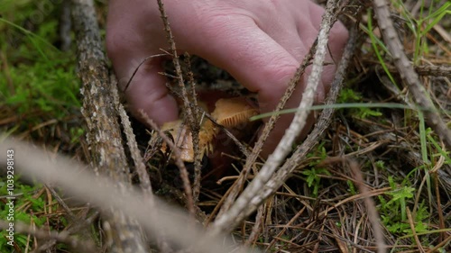 A man is cutting an orange mushroom with a knife. The mushroom has a funnel shape and a smooth cap. The person is not wearing gloves and the background is blurry. photo