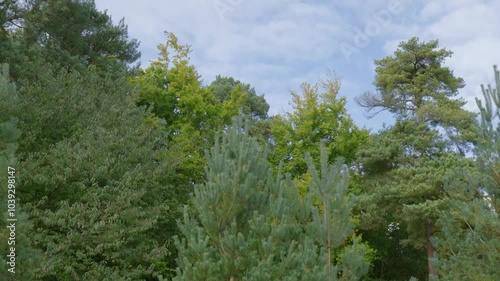 A dense Brecland forest with a variety of trees, including pines, spruce, and possibly beech. The leaves are green and the sky is partly cloudy. The overall atmosphere is peaceful and serene. photo