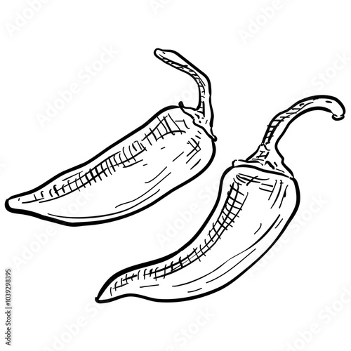chilli handdrawn illustration