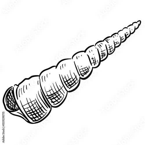 sea snail shell handdrawn illustration