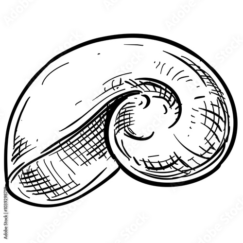 sea snail shell handdrawn illustration