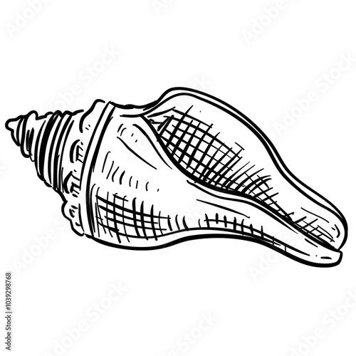 sea snail shell handdrawn illustration