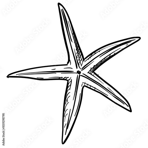 starfish handdrawn illustration