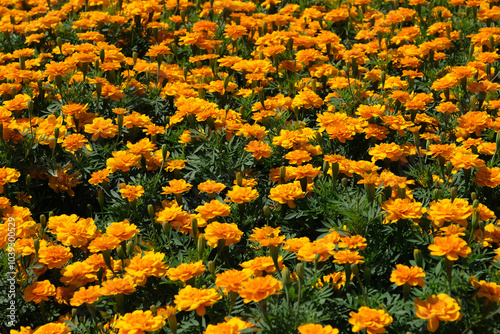 Orange flowers in the park