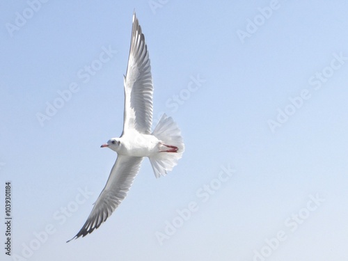 Wings of Freedom: A Seagull in Harmony with the Sea photo