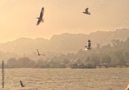 Wings of Freedom: A Seagull in Harmony with the Sea photo