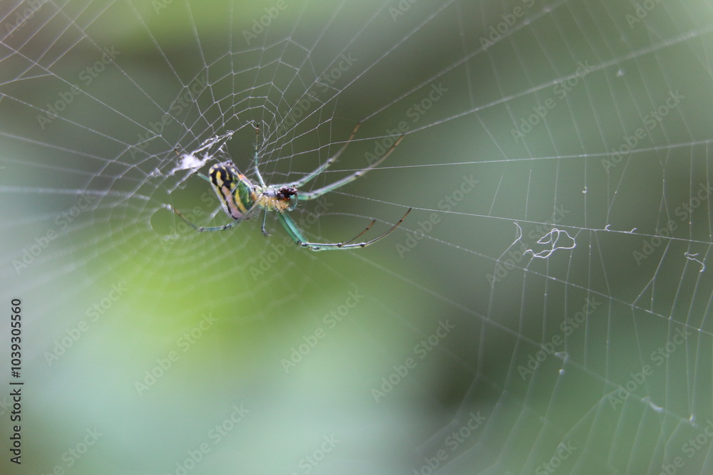 Araña paciente Araña paciente