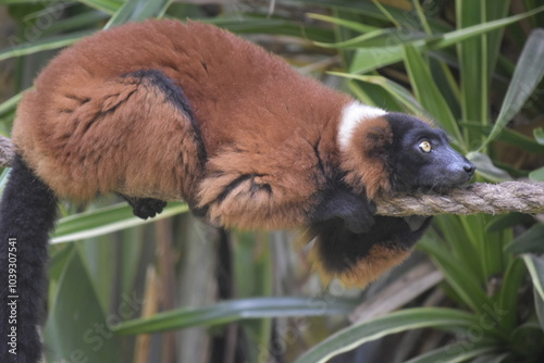 Close up portrait of cute red-ruffed lemur sitting on tree. The Red Ruffed Lemur is one of the most striking and recognizable lemur species, native to the northeastern rainforests of Madagascar. photo