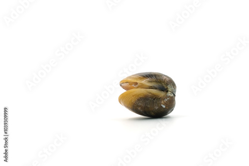 Closed up fresh baby clams, venus shell, shellfish, carpet clams, short necked clams, as raw food from the sea are the seafood ingredients. fresh clams Background. seafood.Isolated on white background photo