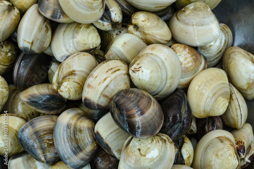 Fresh clams for seafood background