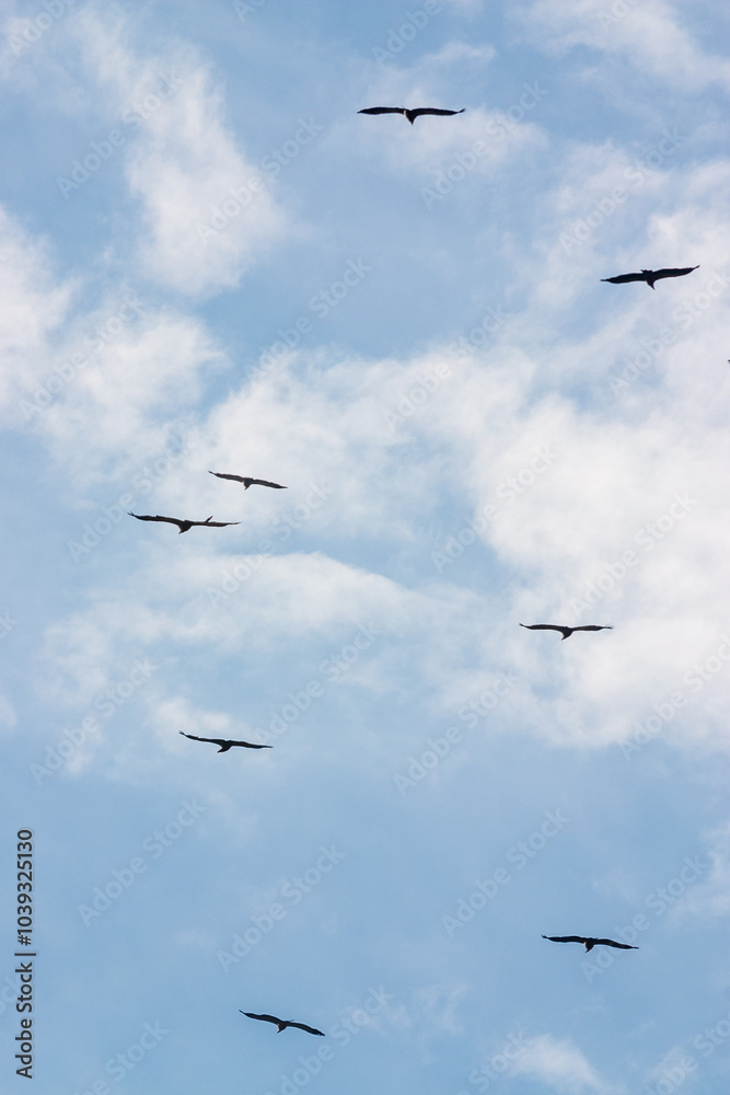 Group of Eurasian griffon vulture (Gyps fulvus) in flight in Verdon Gorge, France