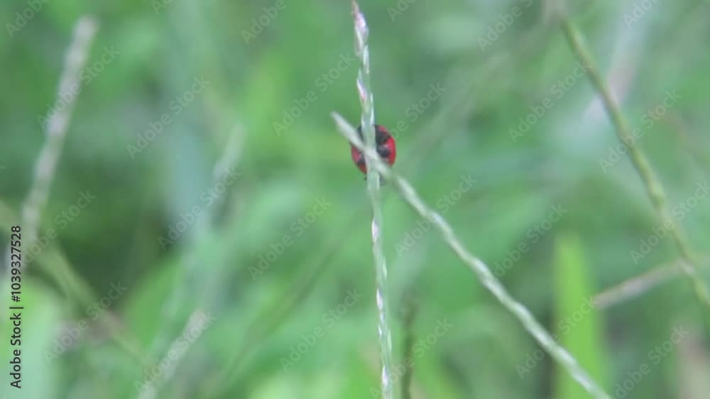 A Closer Look: Capturing the Forest in Macro A Closer Look: Capturing the Forest in Macro