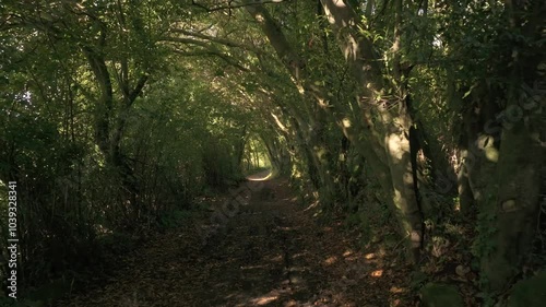 Trail Through Jungle Trees In Tropical Natures Near Sisalde in Arteixo, Galicia Spain. Pullback Shot photo