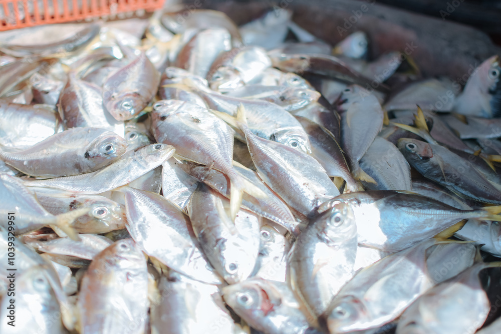 Obraz premium pile of fish at the market
