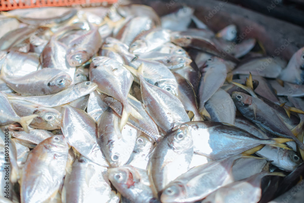 Fototapeta premium pile of fish at the market