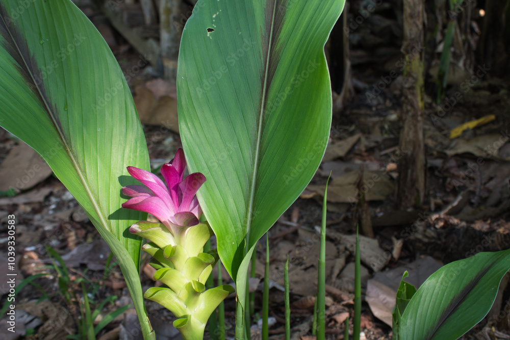 Fototapeta premium galangal plant flowers