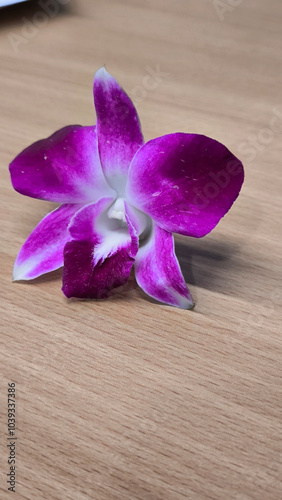 Purple orchid on a wooden table photo