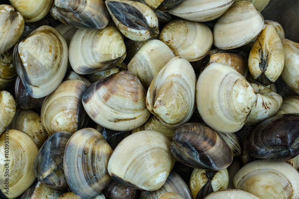 Fresh clams for seafood background Fresh clams for seafood background