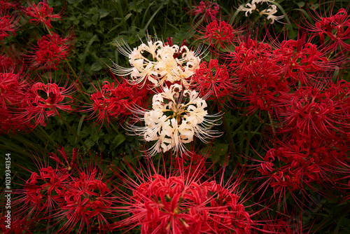 Red spider lily buds_38 photo