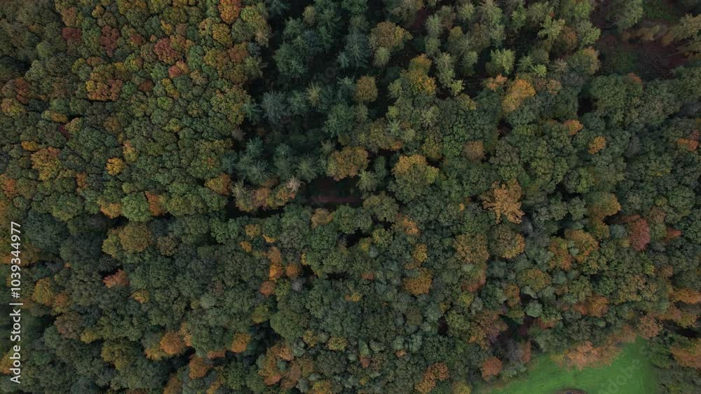 autumn in the forest autumn in the forest
