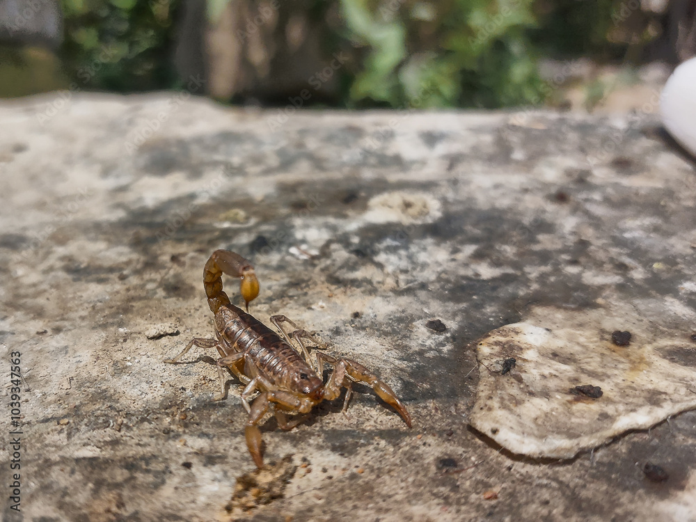 Alacrán con posado sobre a una roca con aguijón