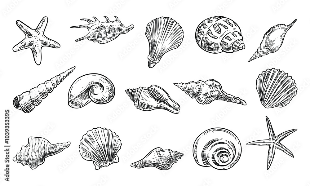 seashells handdrawn collection seashells handdrawn collection