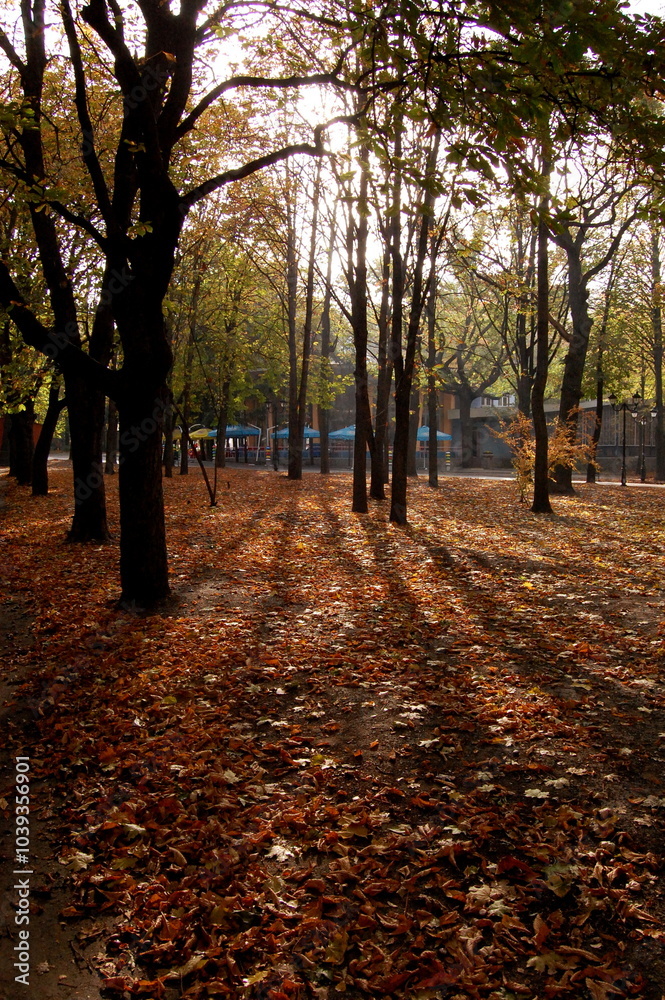 Fototapeta premium autumn in the park
