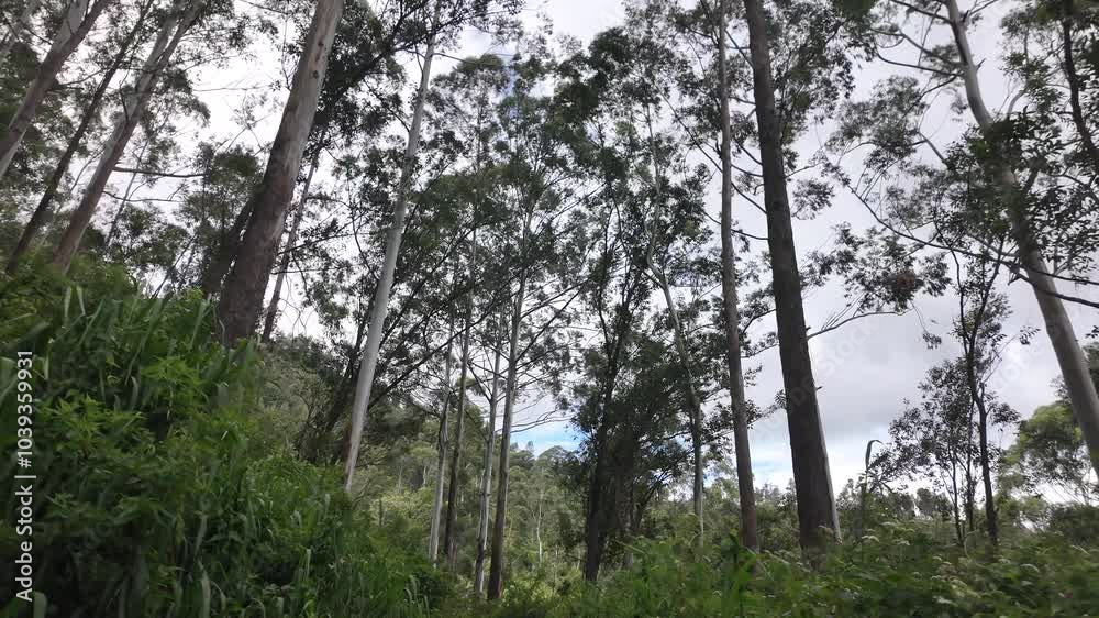POV Walking In Between tall trees amid the lush hillside tea plantations in Bandarawela, Sri Lanka, capturing the essence of peaceful nature. POV Walking In Between tall trees amid the lush hillside tea plantations in Bandarawela, Sri Lanka, capturing the essence of peaceful nature.