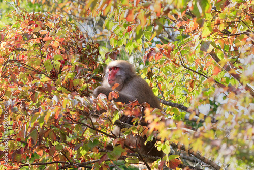 Wild Japanese macaques searching for ripe nuts