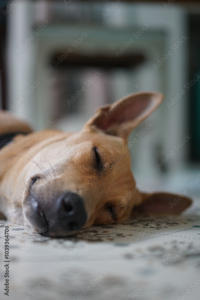 A close up shot of a dog sleeping on the floor A close up shot of a dog sleeping on the floor