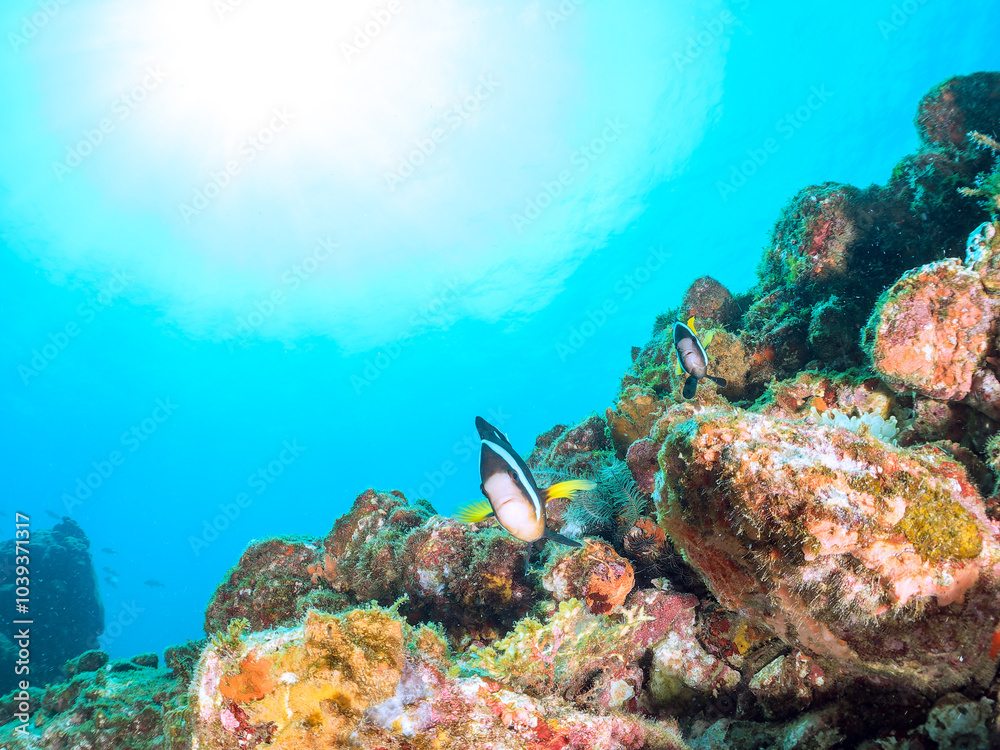Fototapeta premium 美しいイソギンチャク畑の可愛いクマノミ(クマノミ亜科)のペア他。 英名、学名:Yellowtail clownfish (Amphiprion clarkii) 静岡県伊豆半島賀茂郡南伊豆町中木ヒリゾ浜-2024年