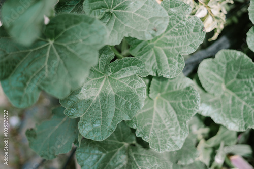 Close-up of fresh green mallow leaves, showcasing their unique texture and shape. photo