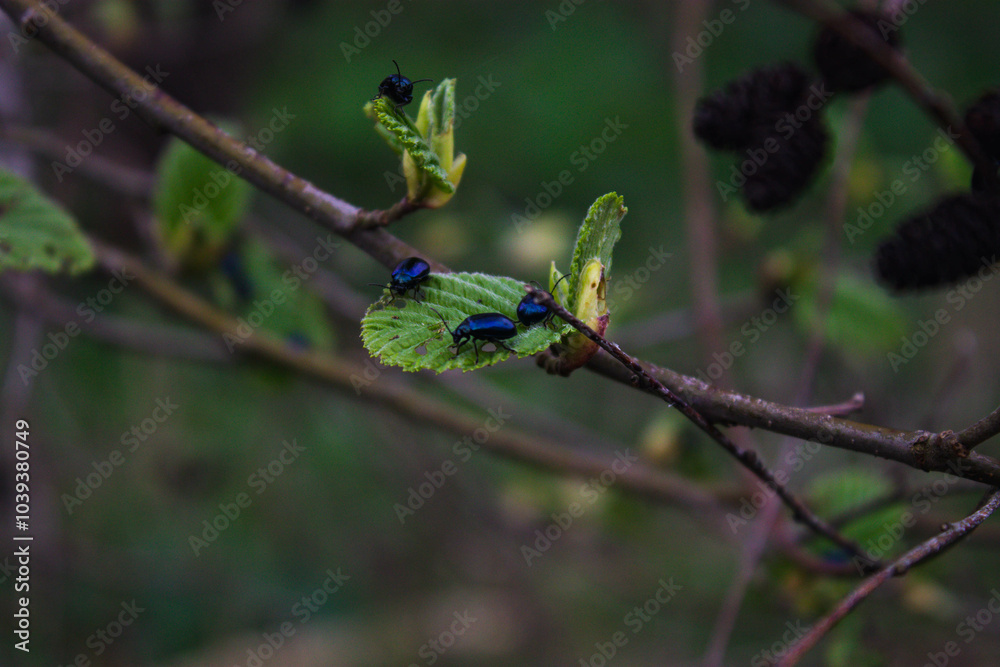 Adult Alder leaf beetles (Agelastica alni) on leaves in a woodland in Belarus. Bugs on tree. Adult Alder leaf beetles (Agelastica alni) on leaves in a woodland in Belarus. Bugs on tree.