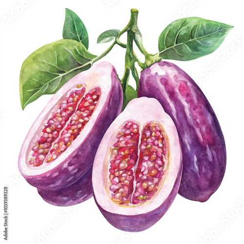 Bilimbi fruit watercolor clipart illustration