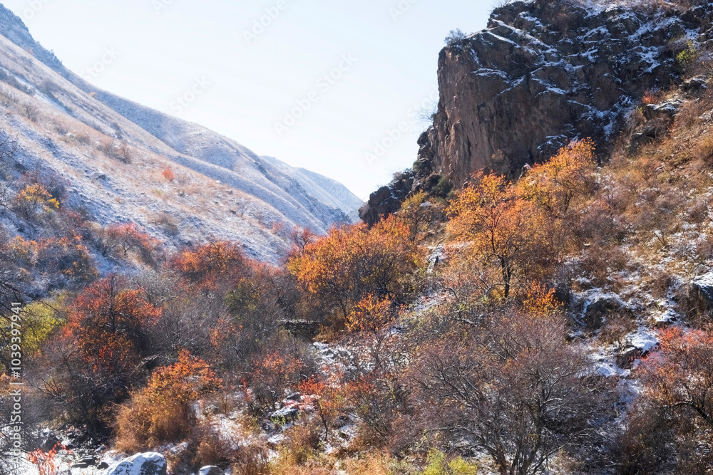 Φωτογραφία The first autumn snow has fallen on the trees with red leaves, this is a wild apricot orchard in the mountains where autumn meets winter