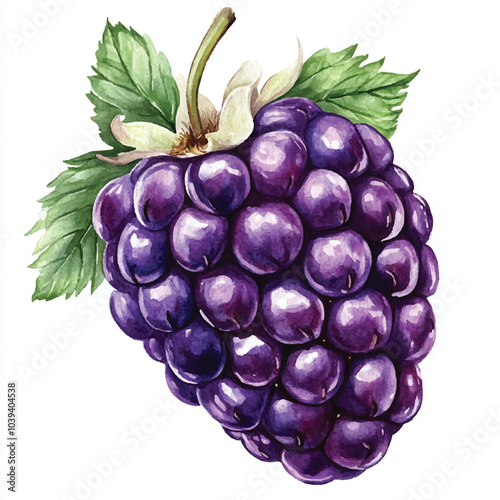 Boysenberry fruit watercolor clipart illustration