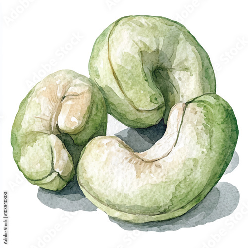 Cashew watercolor clipart illustration